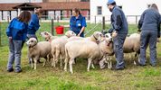 Patienten und Therapeuten kümmern sich auf der Weide um eine Schafherde