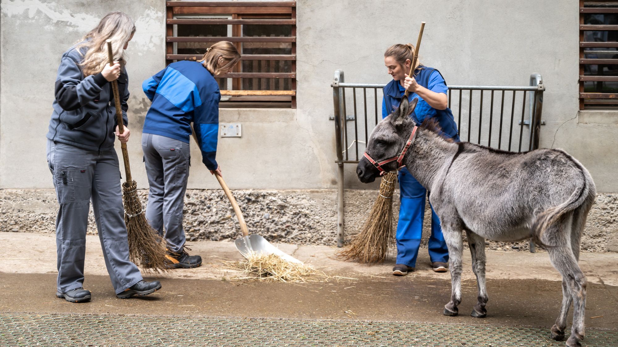 Tiertherapeutin und Patienten wischen den Stallboden, während ein Esel daneben steht und zusieht