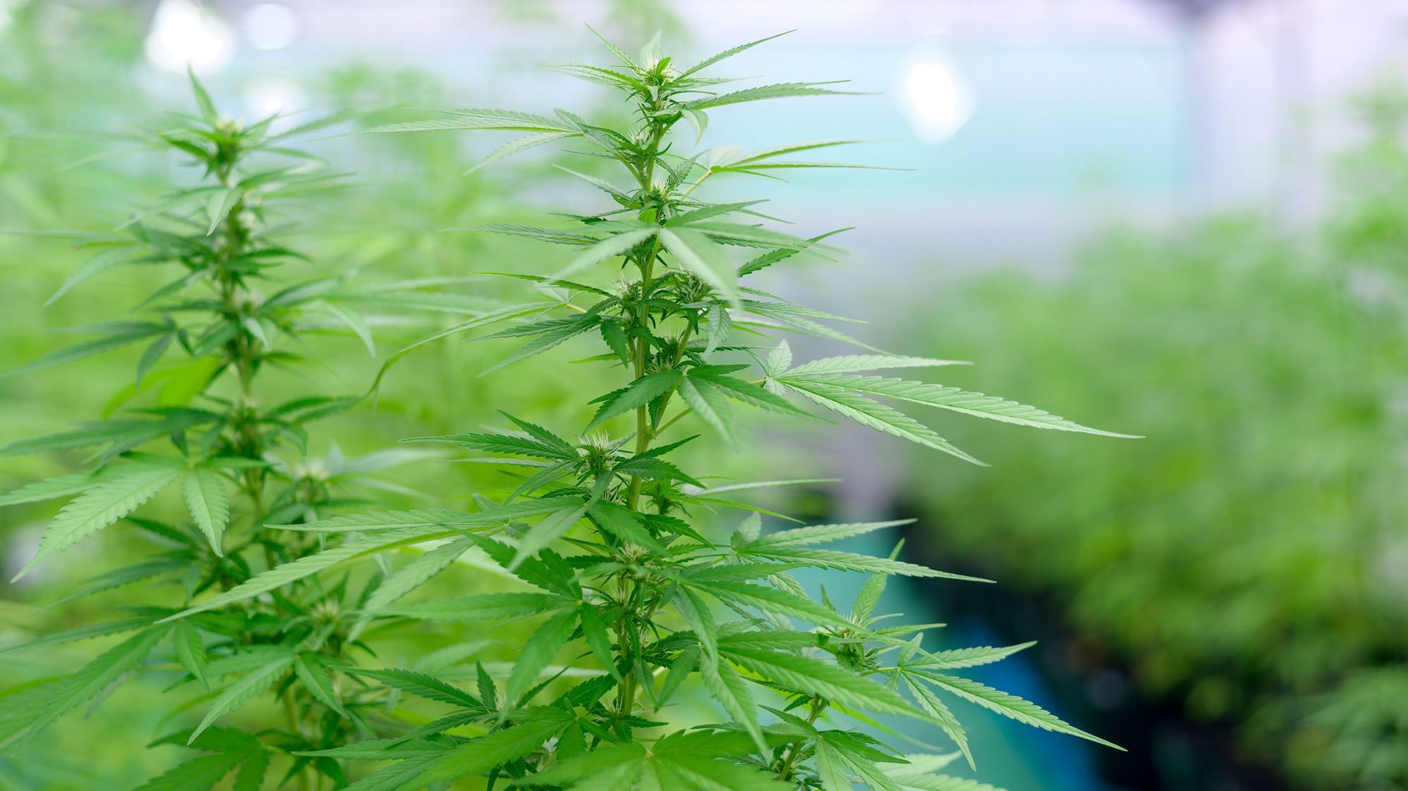 Eine Hanfpflanze im Gewächshaus