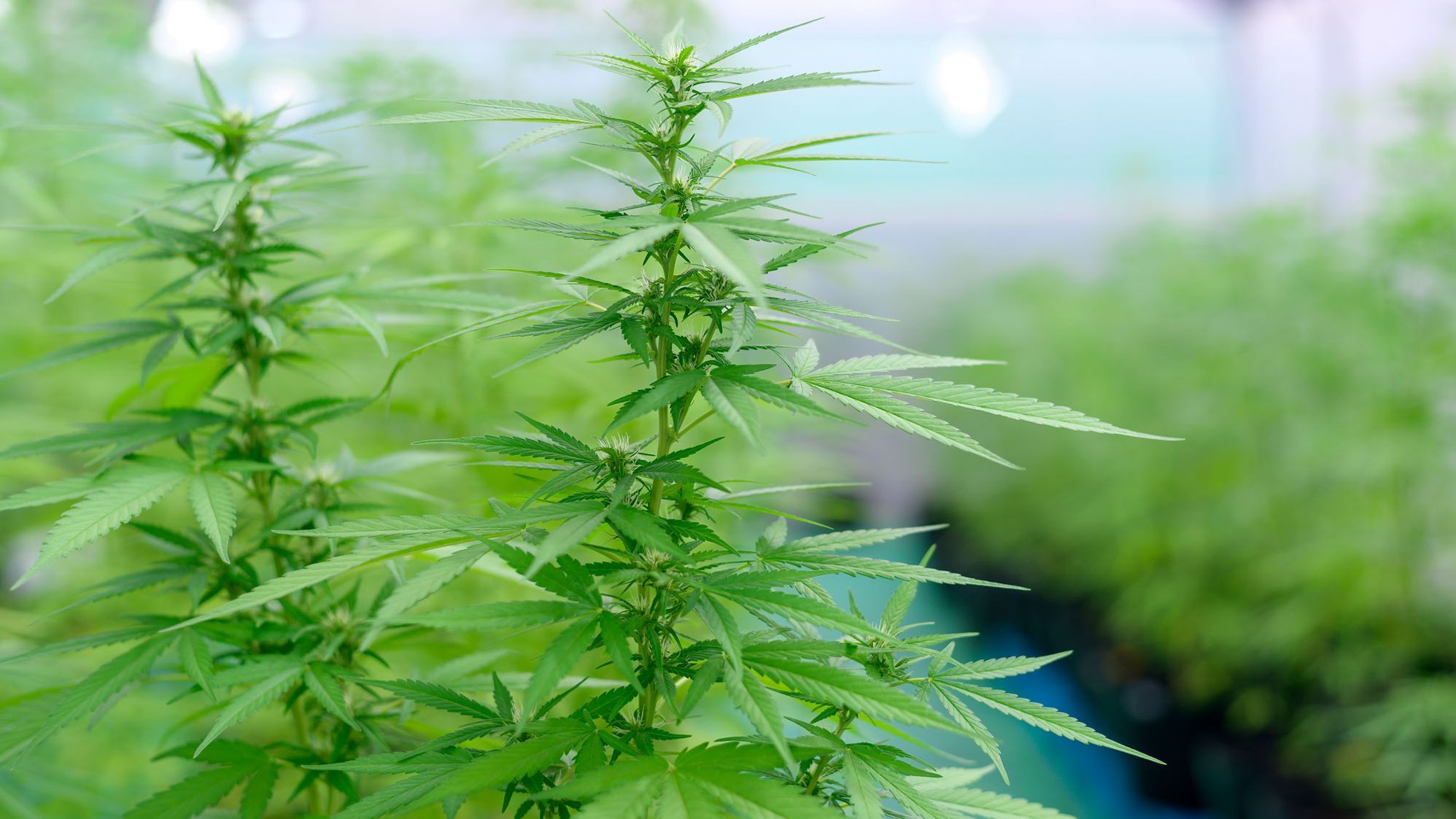 Eine Hanfpflanze im Gewächshaus