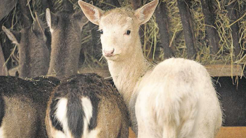 Aargauer Zeitung, 23.12.2020: «Weisser Hirsch verlässt Königsfelden»