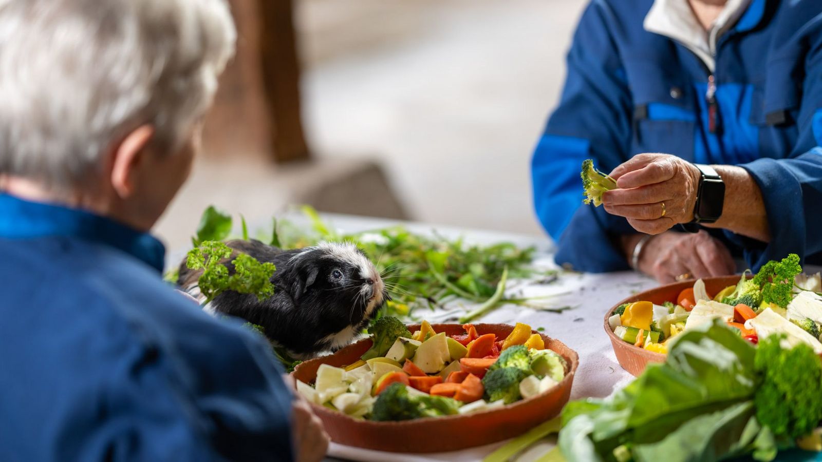 Zwei Patienten füttern ein schwarz-weisses Meerschweinchen mit Gemüse