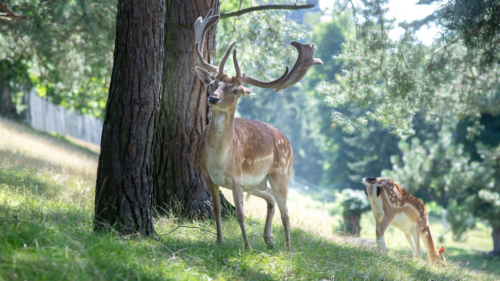 Ein Hirsch mit imposantem Geweih steht neben einem grossen Baum
