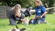 Patientin und Therapeutin knien in der Wiese und füttern eine Schar on Kaninchen